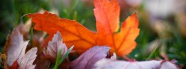 fall leaves
