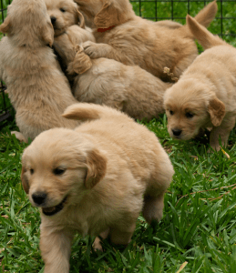golden retreiver
